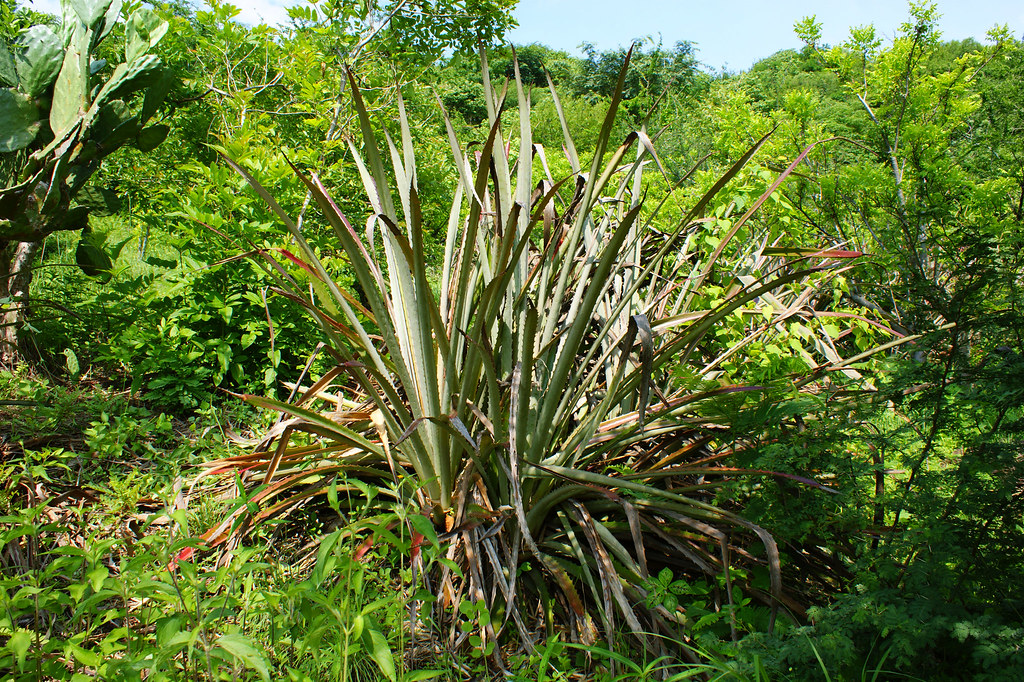Cocuixtle, Bromelia plumieri