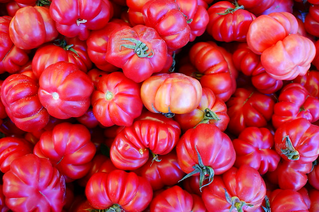 Jitomate criollo, Solanum lycopersicum
