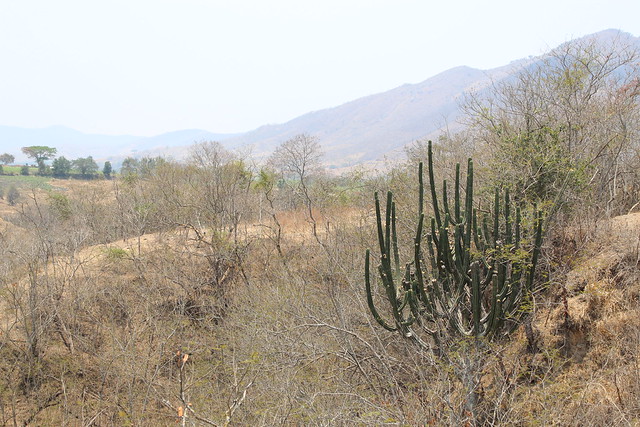 Pitayo, Stenocereus queretaroensis