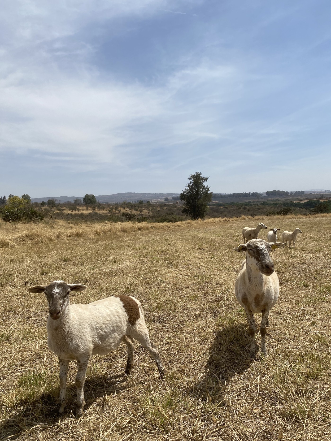Rebaño de borregos pastando en un potrero de pasto seco de Tepatitlán, Jalisco