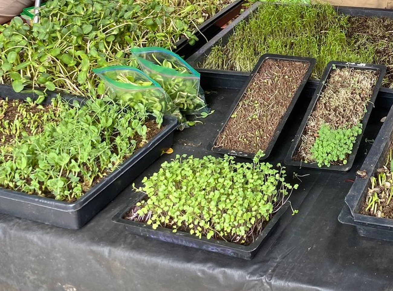 Charolas de germinados y microgreens recién cortados de Come Bonito, empacados en bolsas con cierre