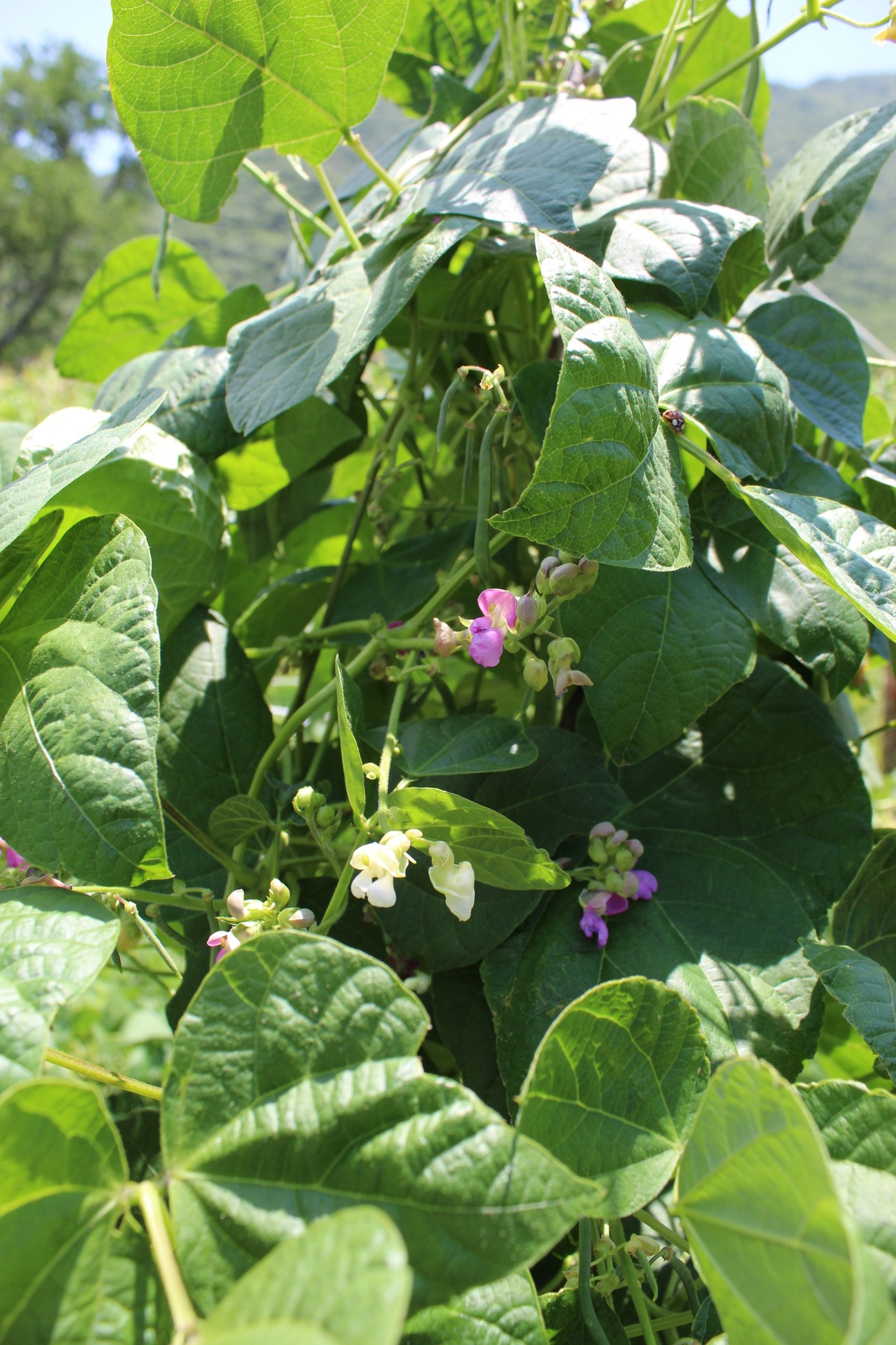 Planta de ejote y frijol trepador en flor, con flores moradas y blancas, en la unidad productiva de Granja El Colibrí