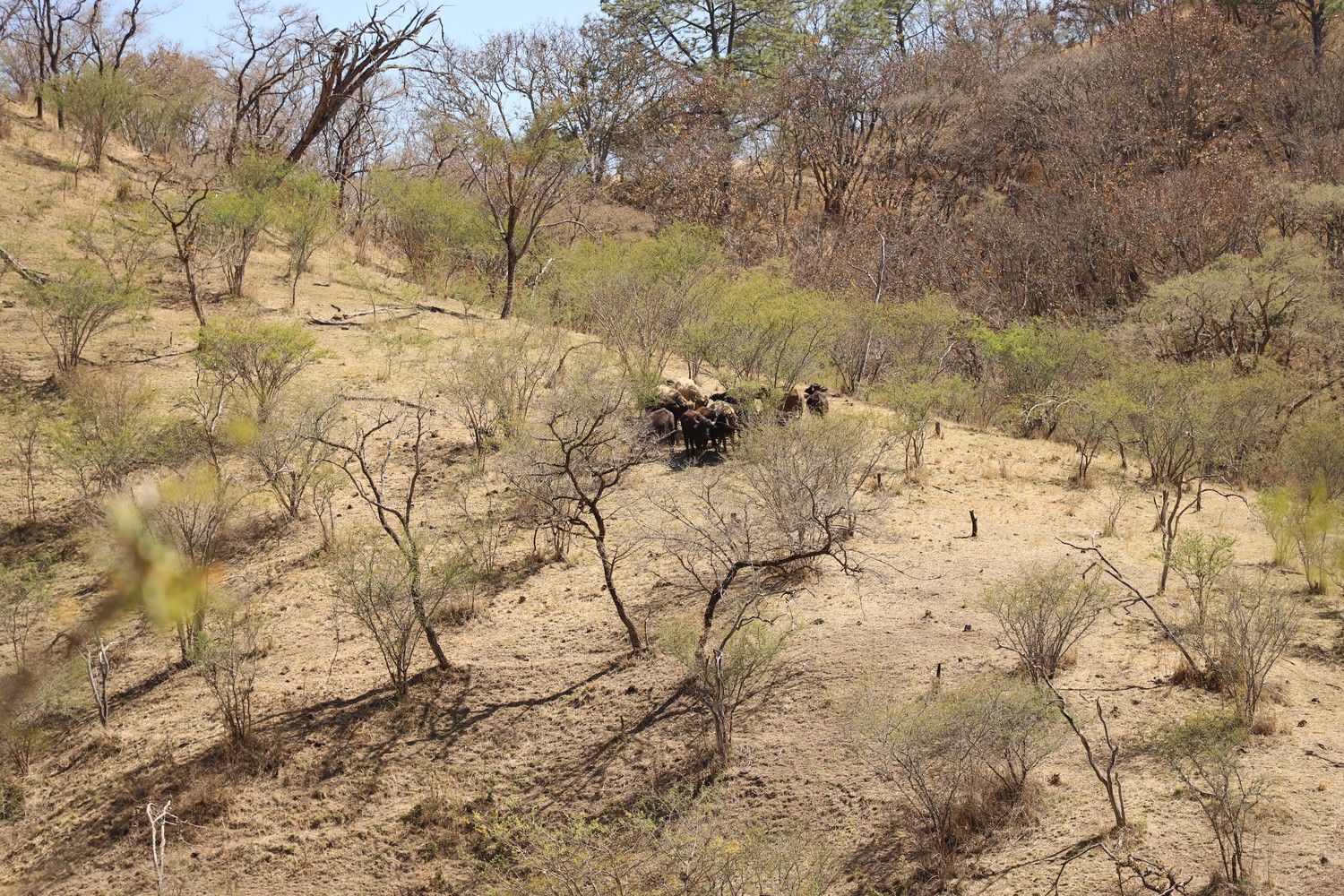Ganado de Indomitus pastando libremente en un terreno montañoso y boscoso de Rancho La Jungla