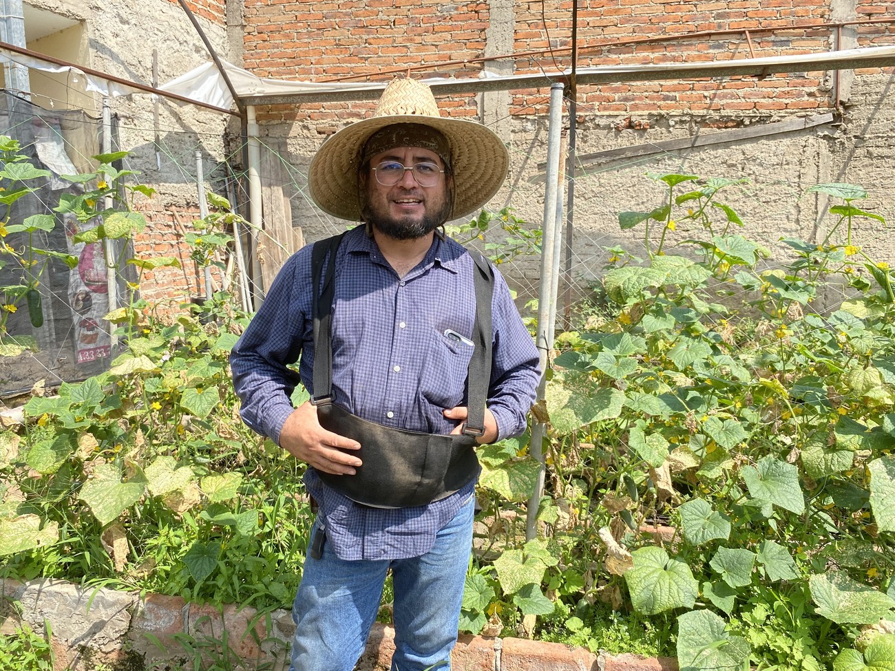 Productor con sombrero de palma entre las plantas de pepino trepador de su huerto urbano
