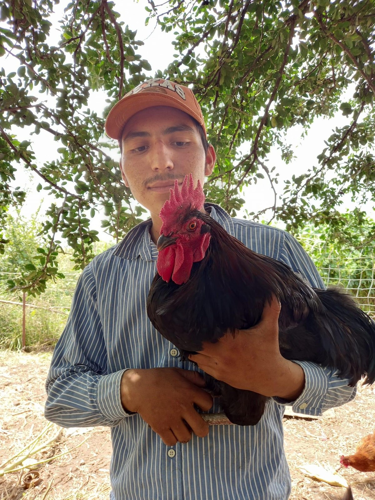 Joven del rancho sosteniendo un gallo negro bajo un árbol