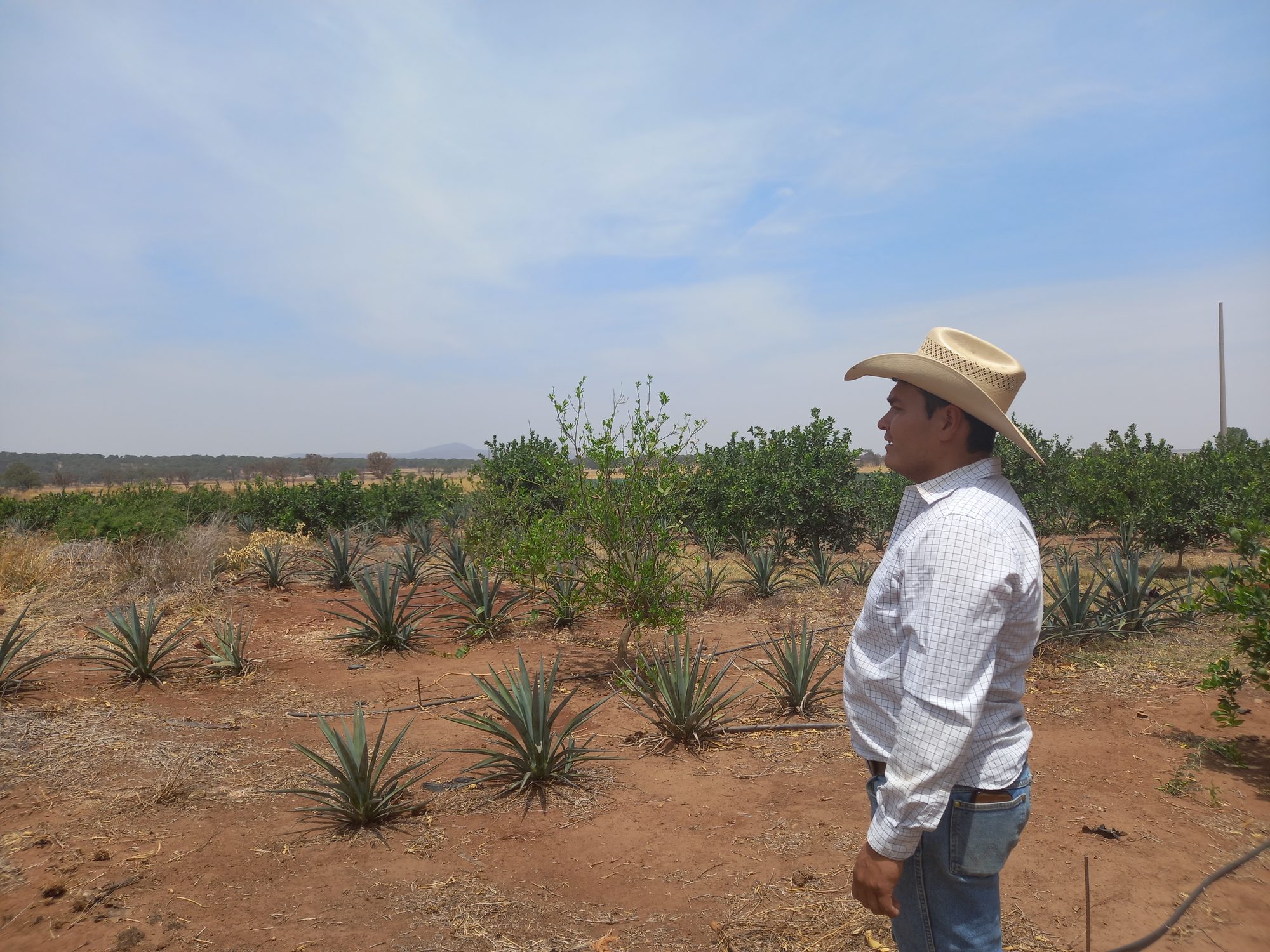 Primer plano de un arbusto de arándano de Rancho El Fresno, con fruta en distintos puntos de maduración