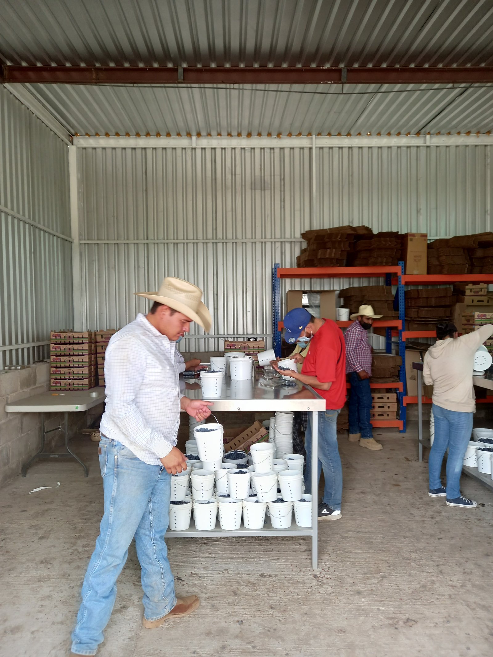 Trabajadores de Rancho El Fresno empacando arándano en cubetas y charolas dentro de una bodega