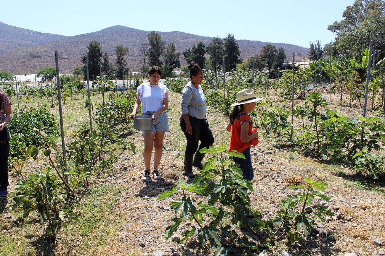 Familia de Rancho La Victoria caminando entre hileras de higueras jóvenes, con cerros al fondo
