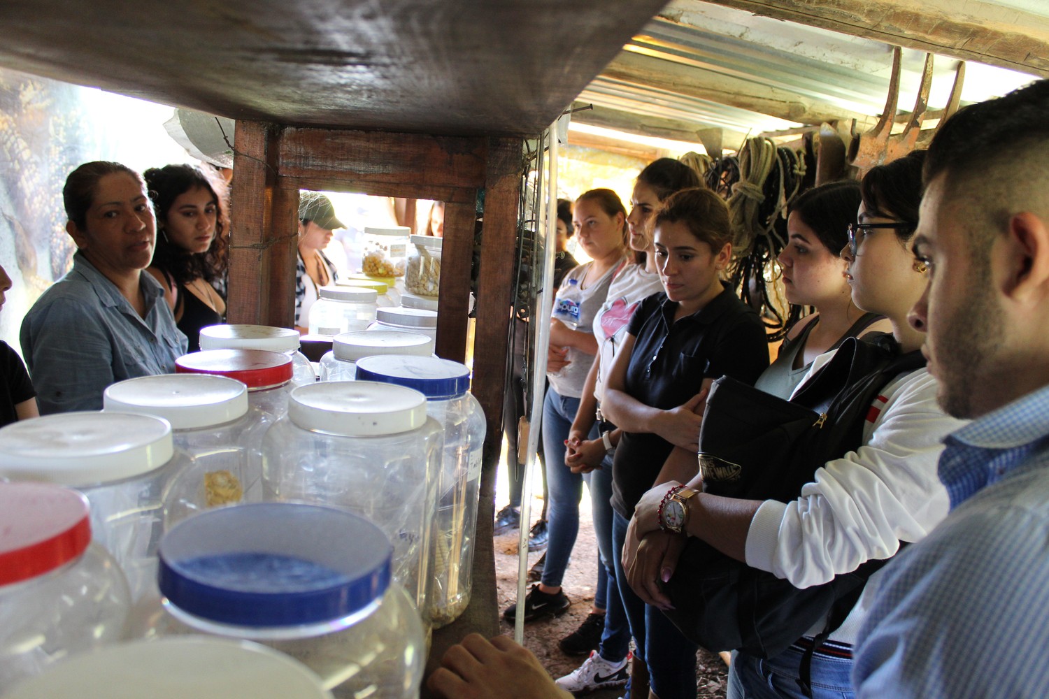 Frascos con la colección de semillas de maíz criollo bajo un cobertizo, mostrados a un grupo de visitantes