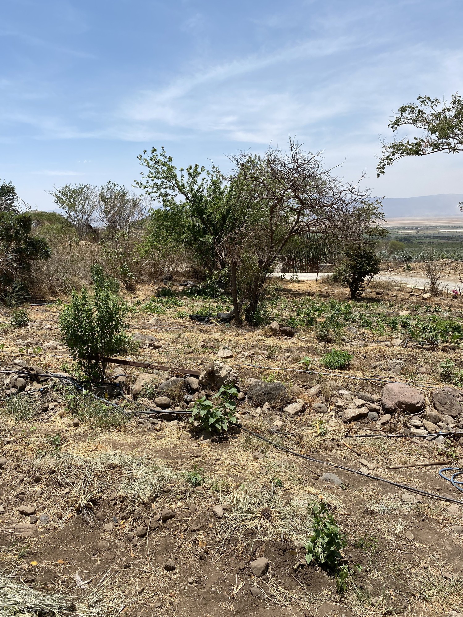 Parcela en terreno rocoso y semiárido de la red, con riego por goteo y plantas jóvenes, valle al fondo
