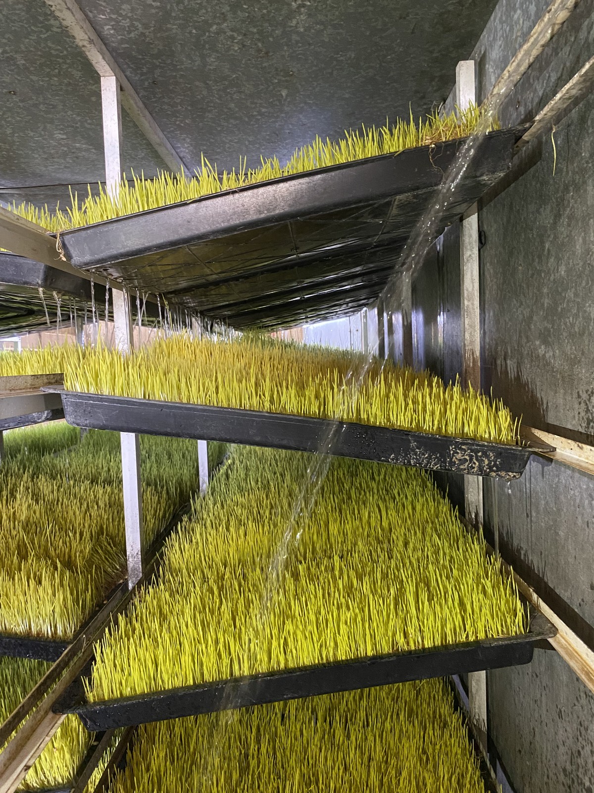 Charolas de forraje verde hidropónico en distintas etapas de crecimiento, regadas por goteo