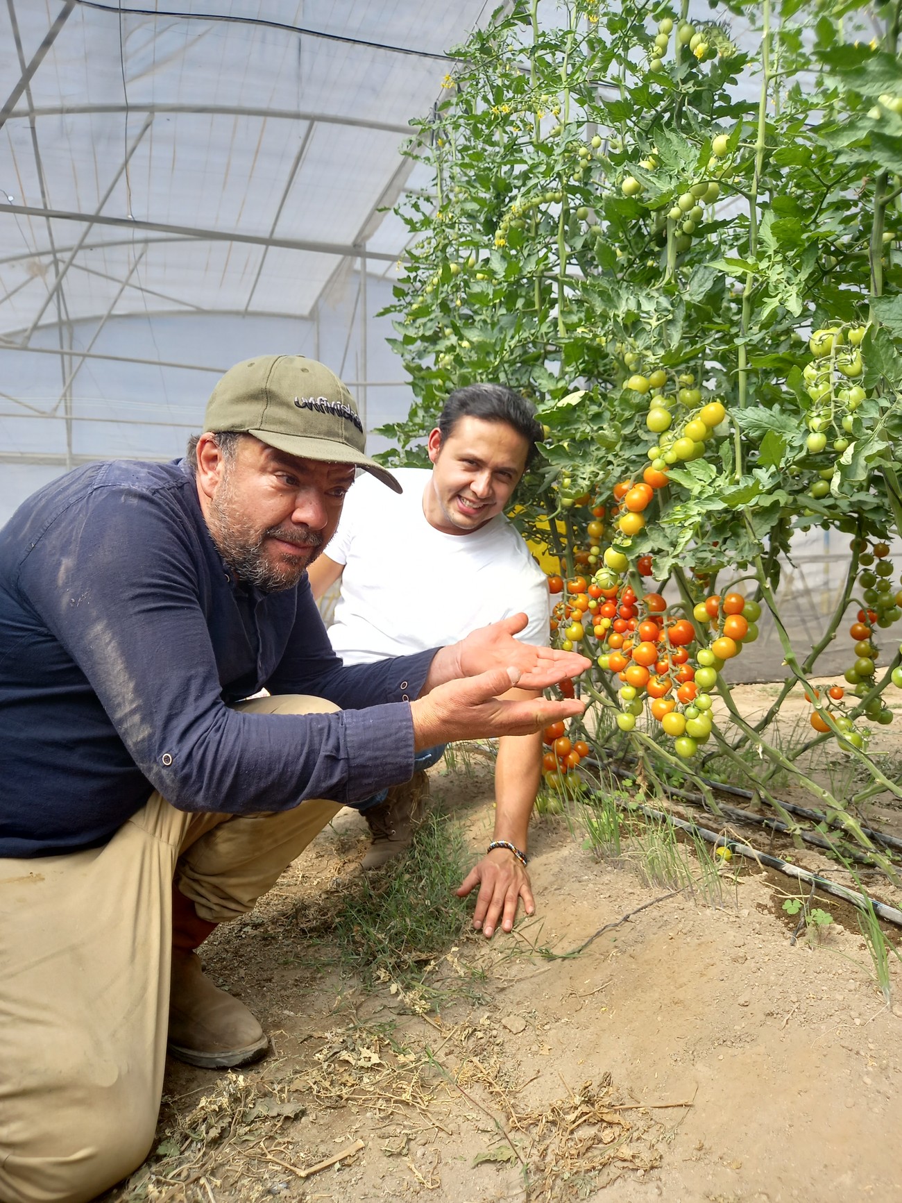 Dos productores de Saborgi mostrando un racimo de jitomate cherry madurando en el invernadero