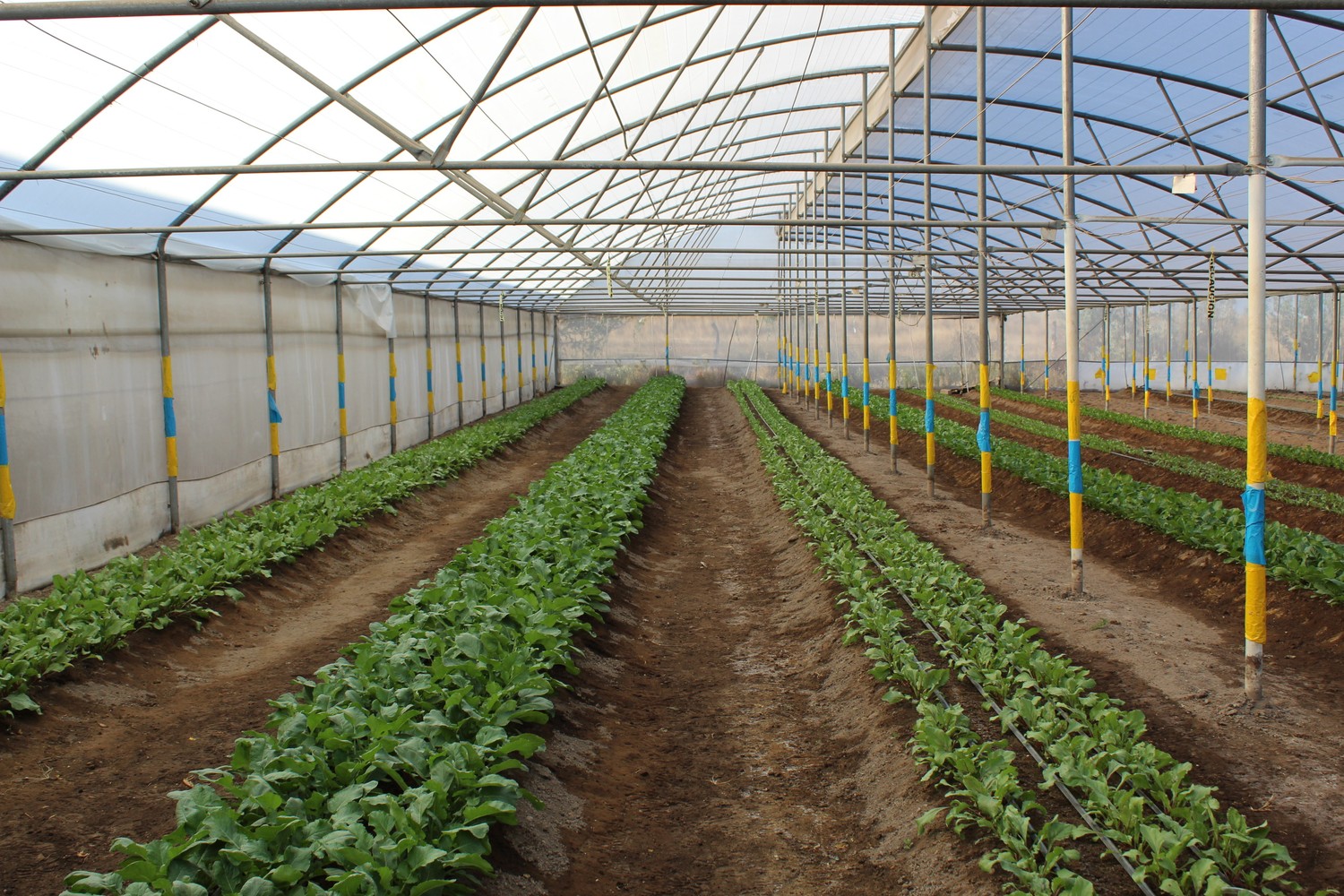 Interior del invernadero de Saborgi, con hileras extensas de hojas verdes bajo malla y riego por goteo