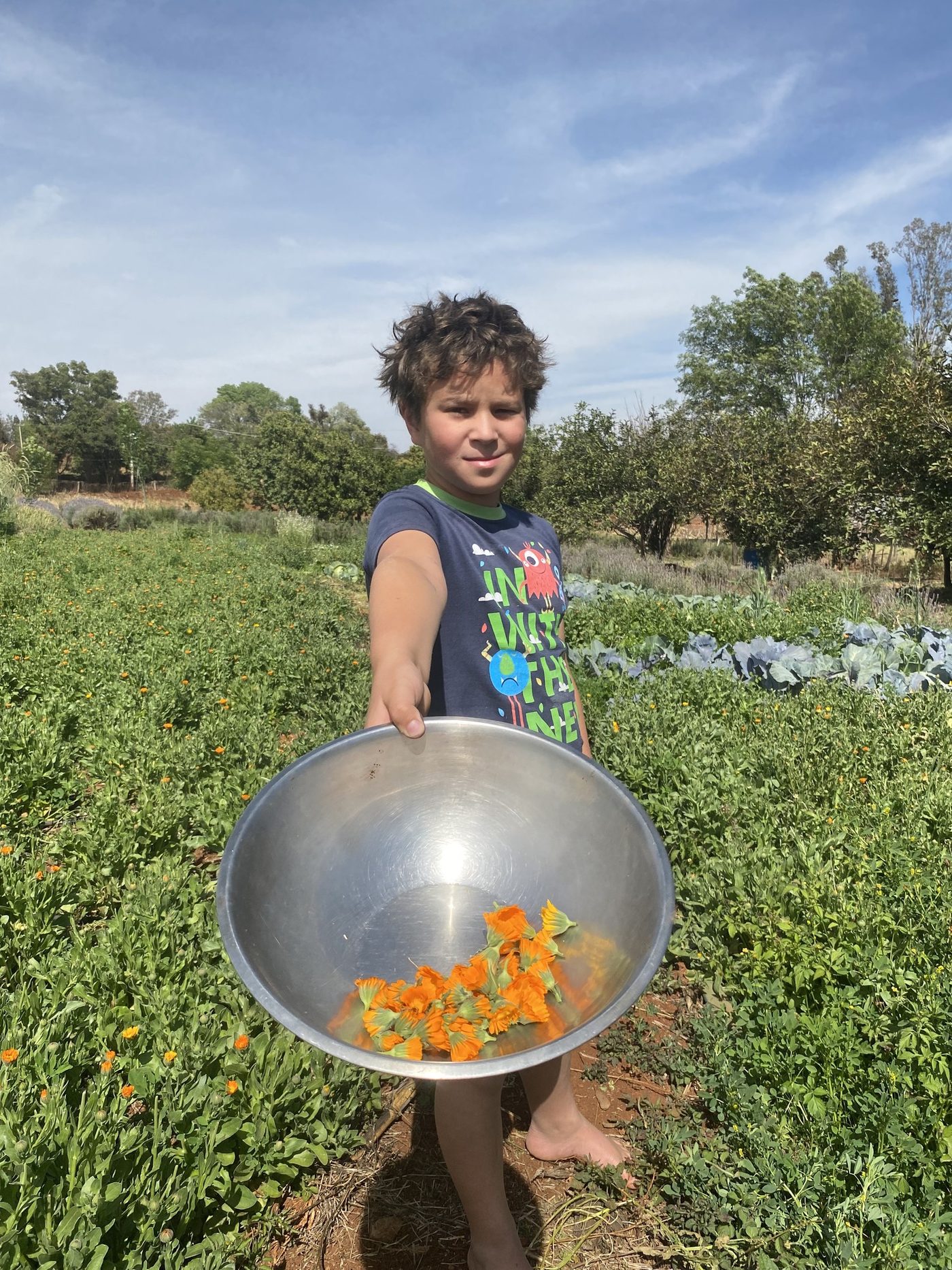 Niño de la familia Suelo Feliz con un tazón de flores de caléndula recién cosechadas en el huerto
