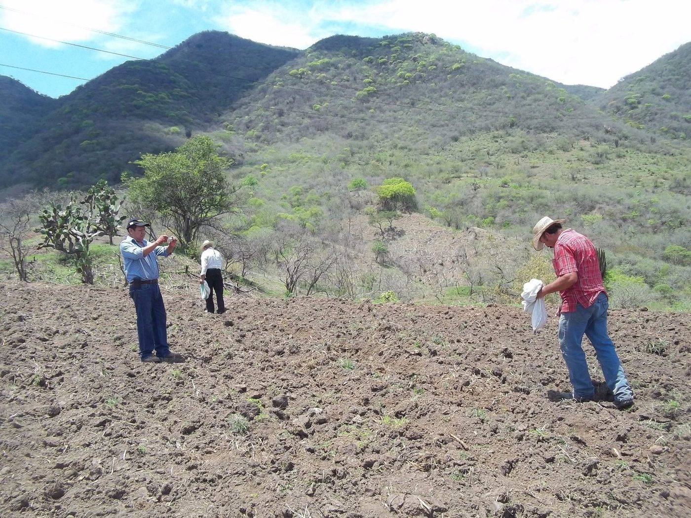 Hombres sembrando maíz a mano en la ladera, entre cerros, en la milpa de TOCHPAN