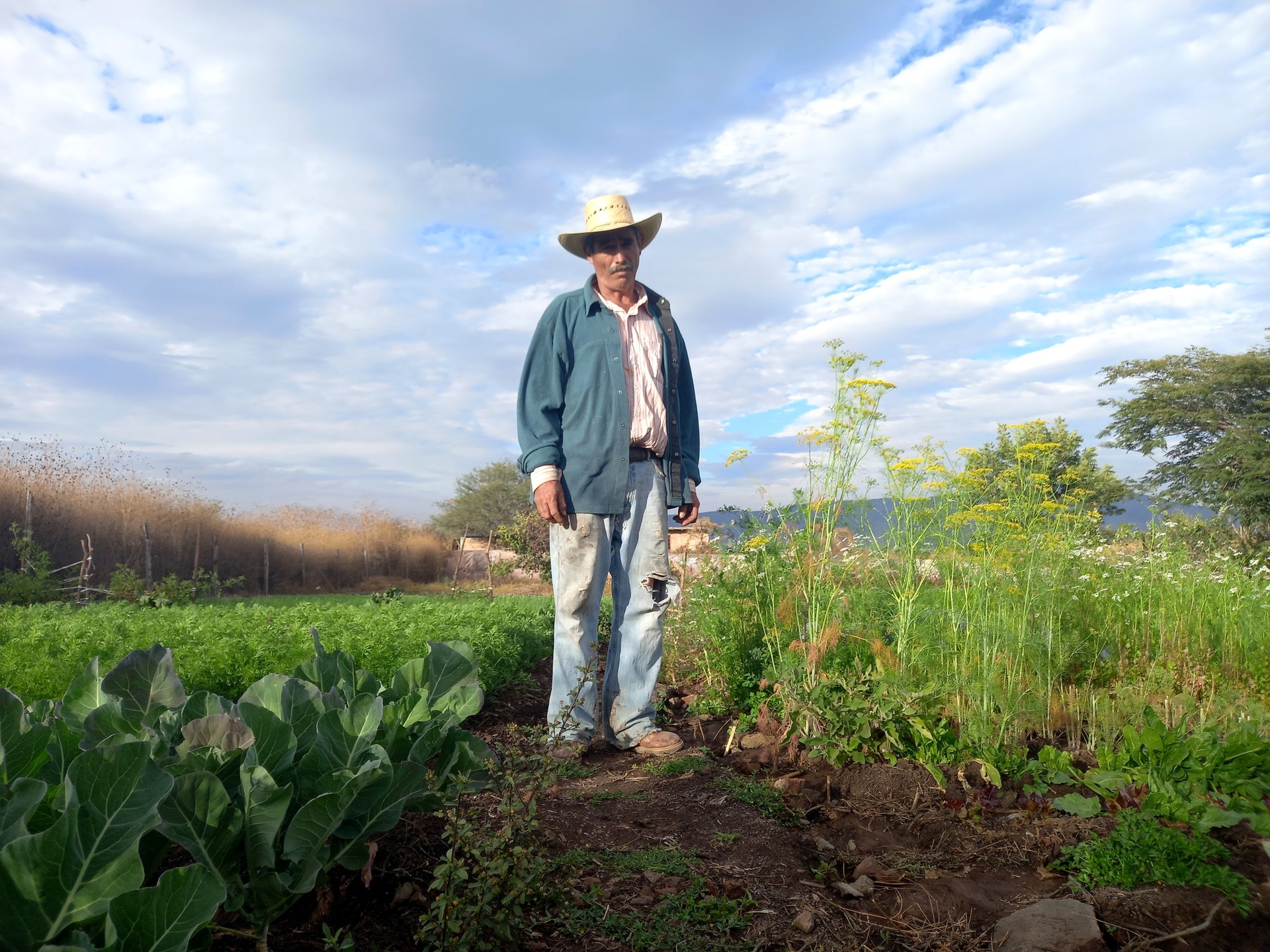 Productor parado en su campo de hortalizas al amanecer